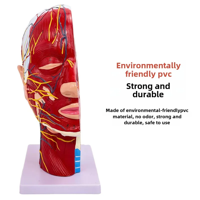 SUNNYMED SY-N027 PVC Anatomical Model Human Facial Shallow Muscle Neurovascular Model in Skin Color Manikin for Nurse Training
