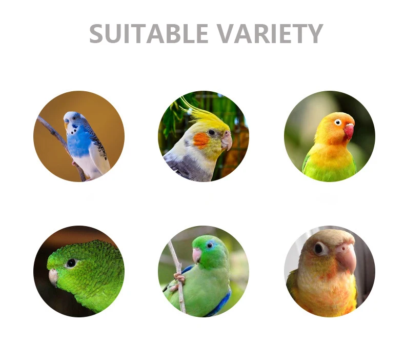 Pet Supplies OEM Custom Bird Food Treats Snacks Birdseed for Parakeet Budgie Lovebird Parrot Curlew Canary Canaries Roses Pigeon