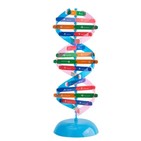 DNA model Biology educational    DNA structure model Physical Experiment Equipment Experiment Instrument Teaching Aids