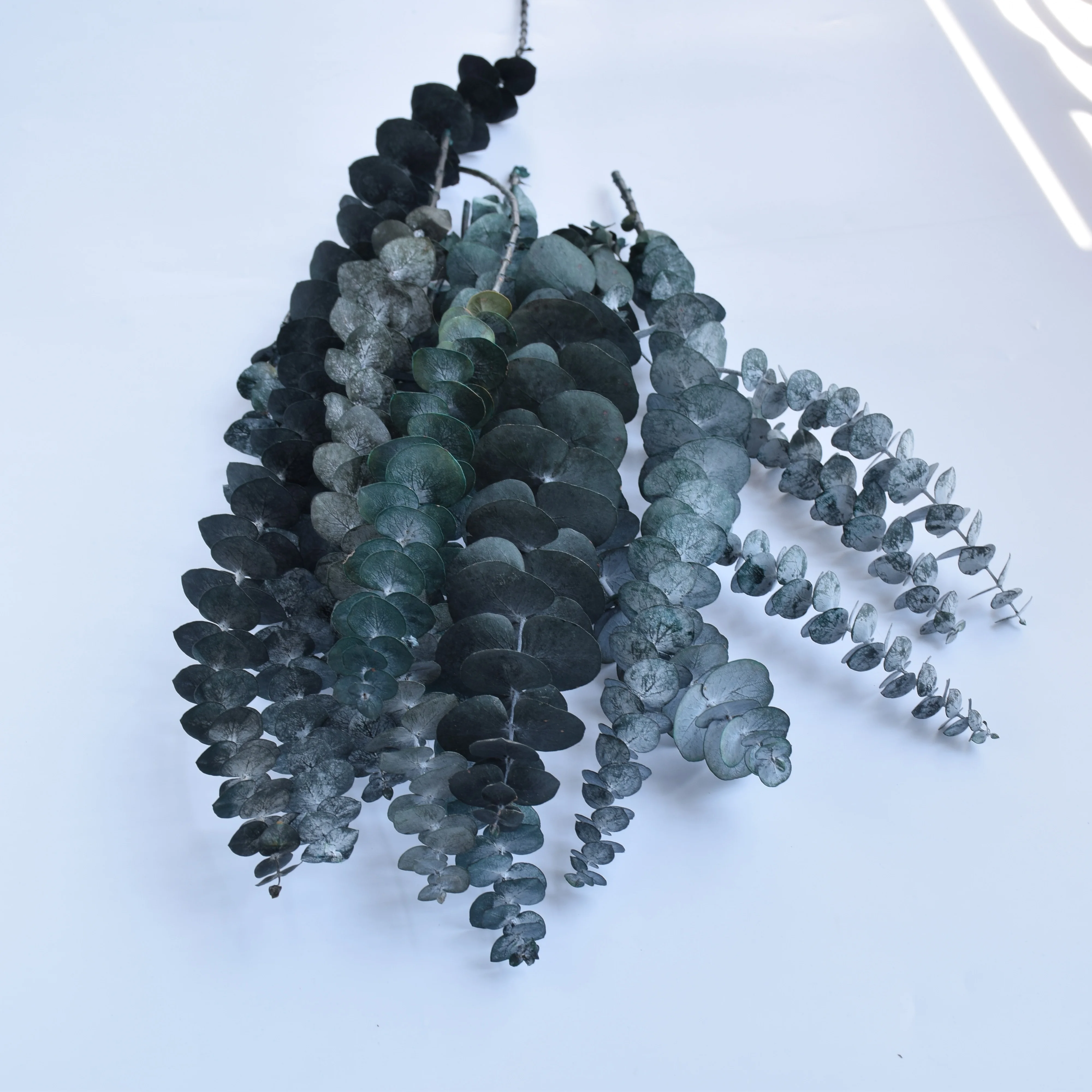 Cheap wholesale Eucalyptus Preserved leaf Stabilzied Eucalyptus Leaves