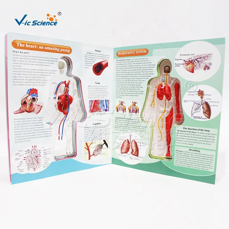 Skeleton structure chart in the human body encyclopedia human body model science set puzzle toy