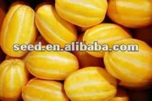 Early mature sweet hybrid melon seeds for planting Huangxiu