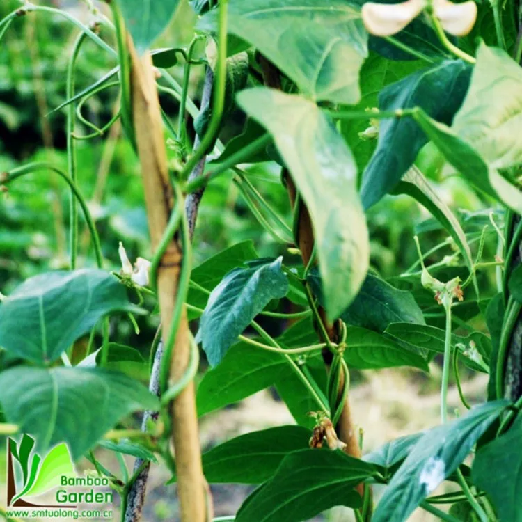 Wholesale Natural Dry Straight Raw Tonkin Bamboo Stake for Garden