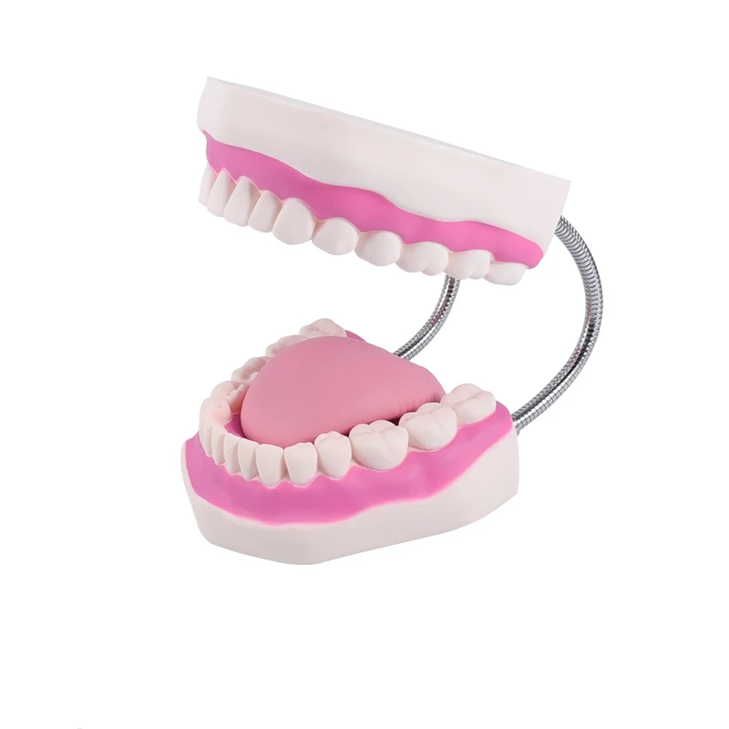 OEM oral model dental anatomy dental preparation exercise removable for teaching