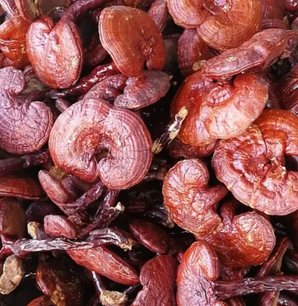 Лидер продаж, сырой цельный красный гриб reishi, гриб ganoderma lucidum reishi