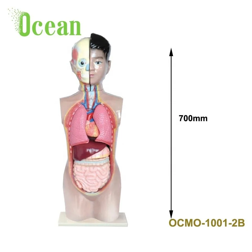 High quality Medial Classic unisex Human torso model 65-70CM