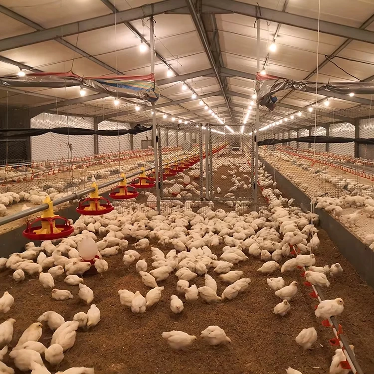 Automatic Chicken Feeding Line for Broiler Farm Poultry Tunnel Ventilated Equipment Feed System Poultry Farm Design
