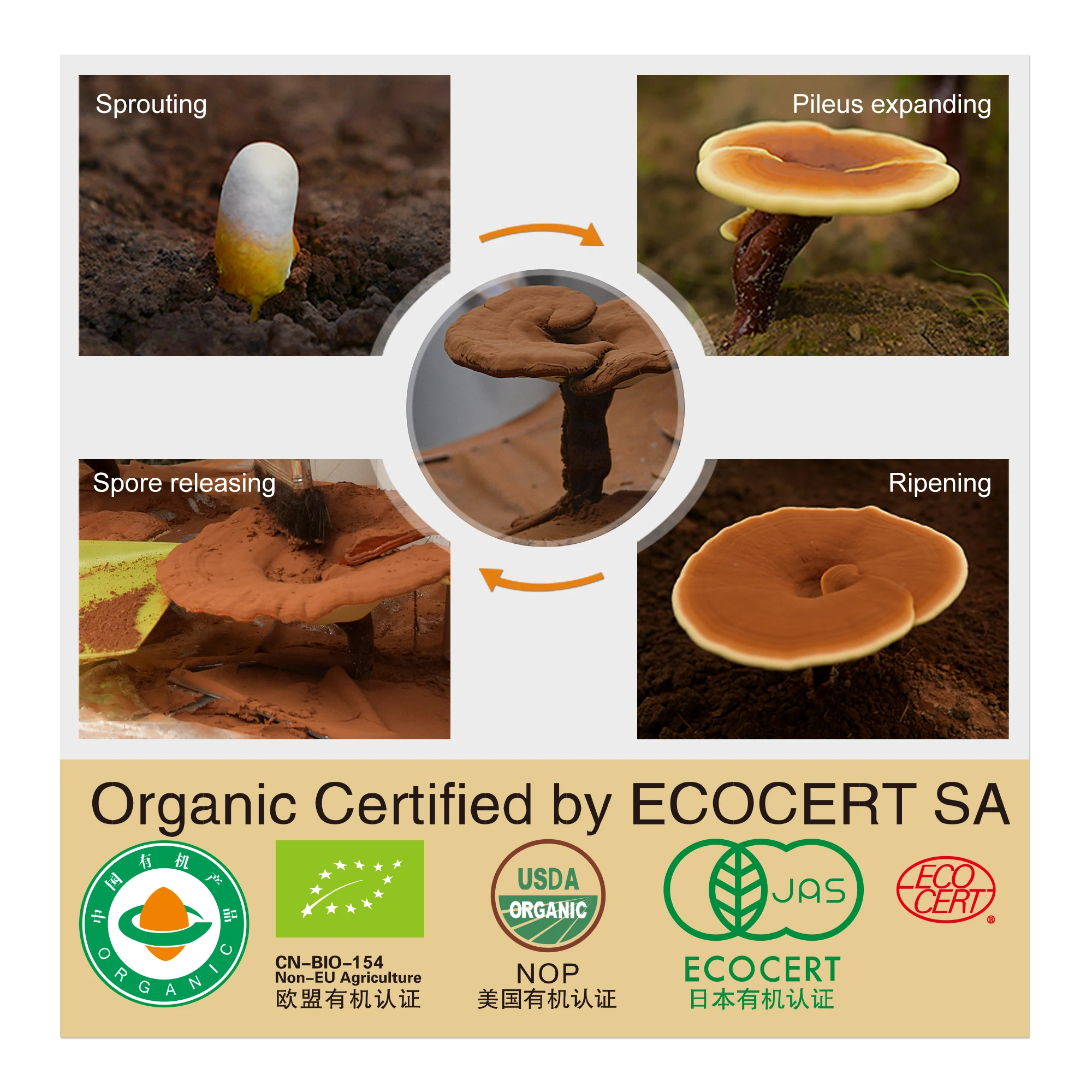 Ganoderma Lucidum GMP Certificated 100% organic Reishi Mushroom Lingzhi Spore Powder