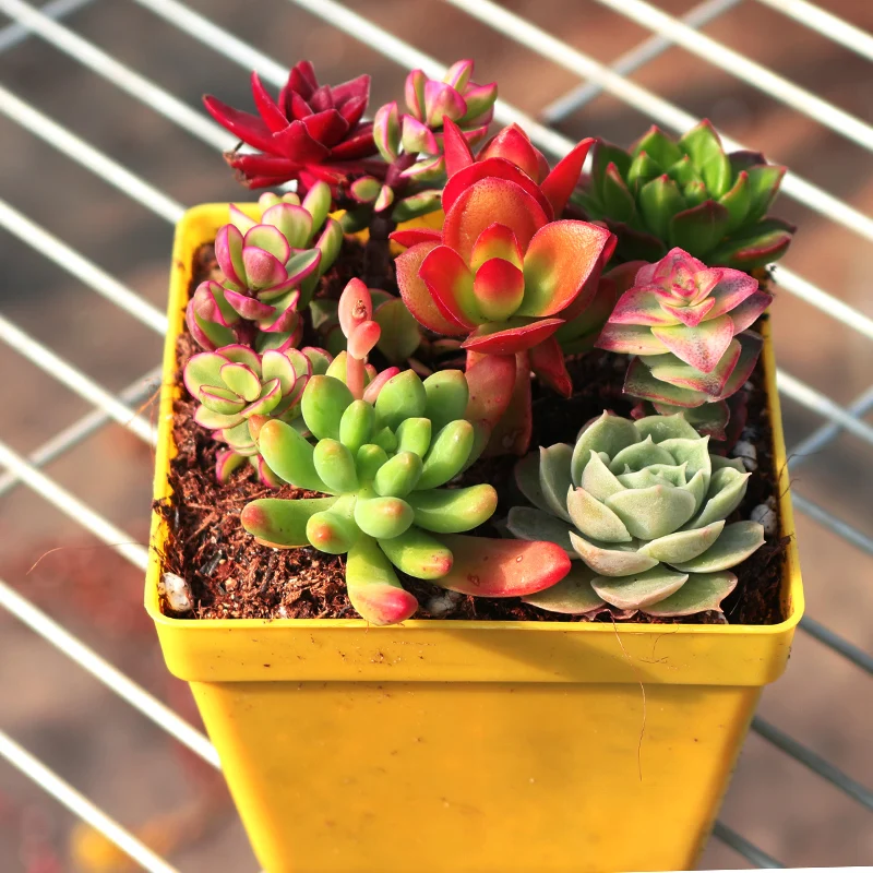 
10cm Succulent pot for wholesale natural plant succulent pot Korea Succulent Plants 