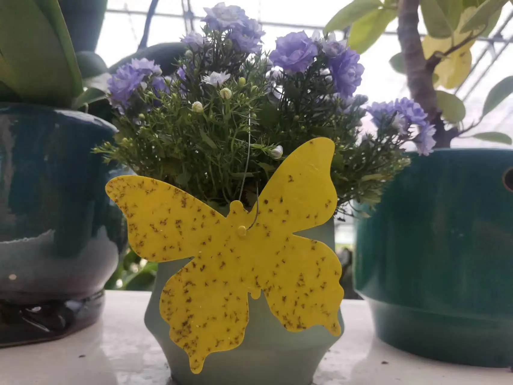 12CM  Butterfly Shape Whitefly Aphids Thrips Fungal Gnat Mosquitoes Fruit Flies Traps GN Technology