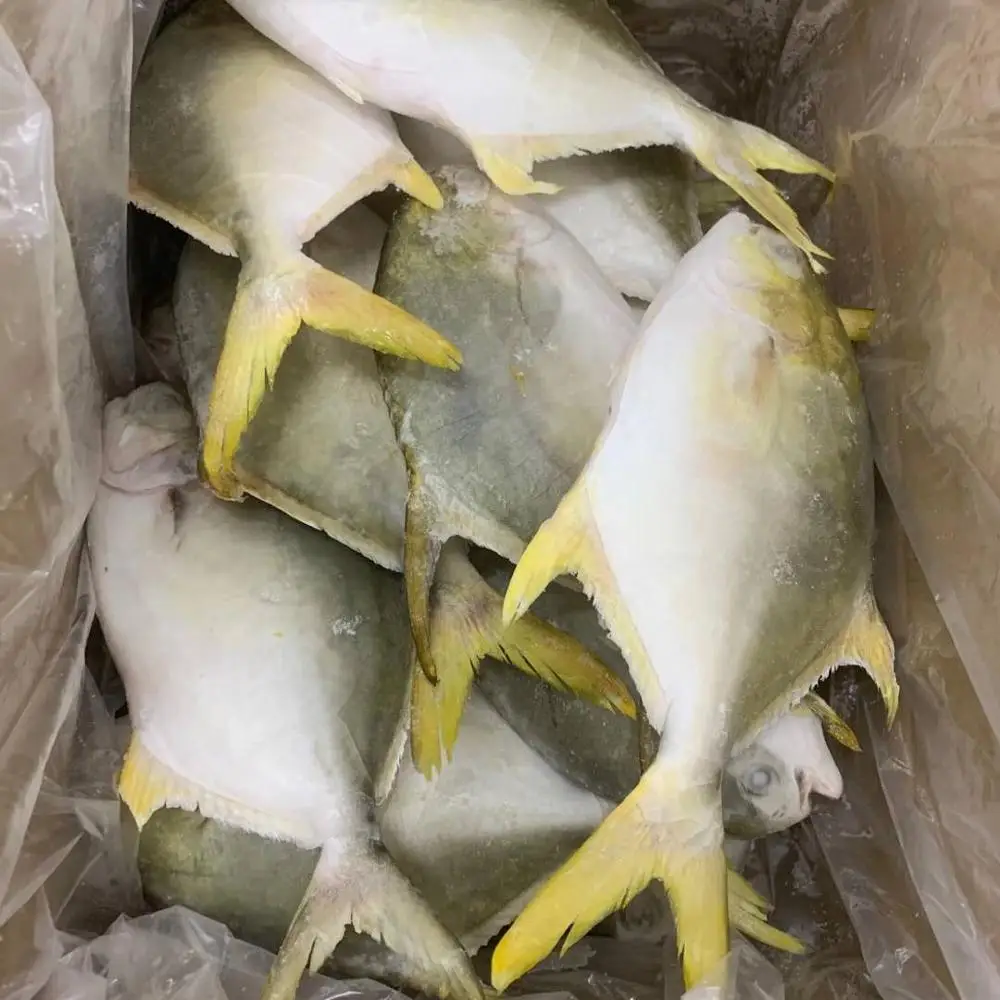 Frozen Golden Pomfret  big size high quality for Singapore market