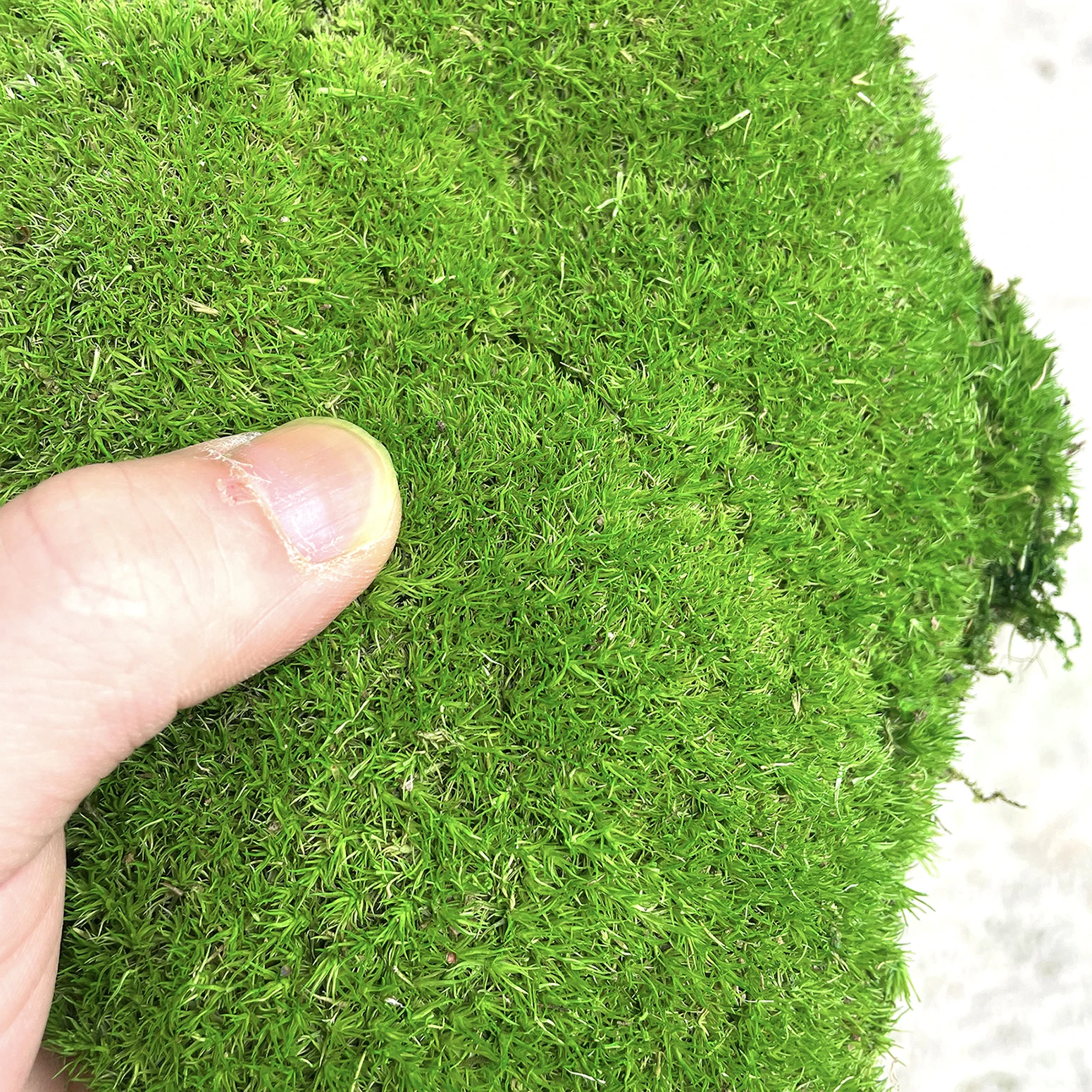 Landscaping Bonsai preserved moss wall potted plant decoration preserved moss sheets wholesale preserved Moss