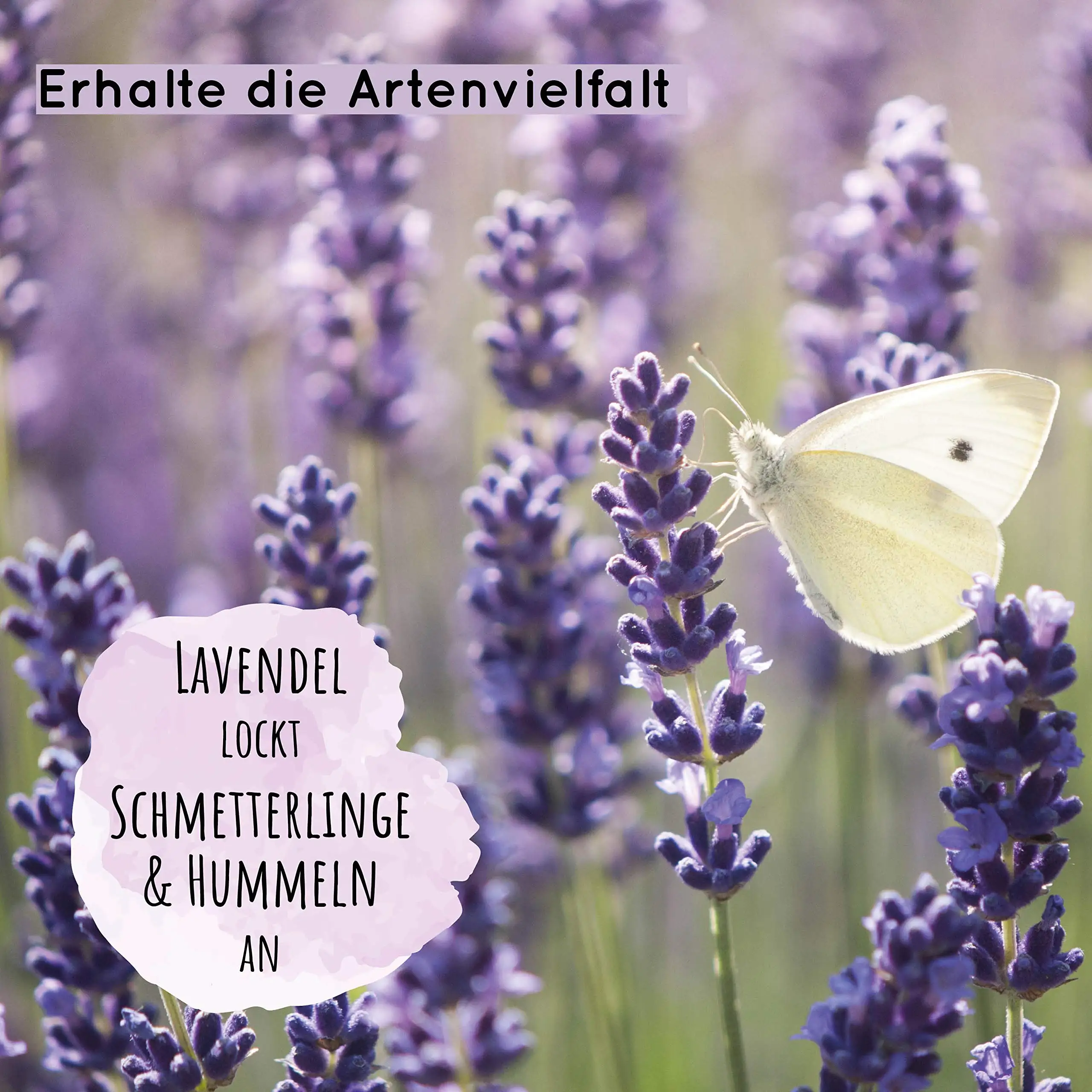 Wholesale Hot Sale Organic Premium Lavender for your Garden