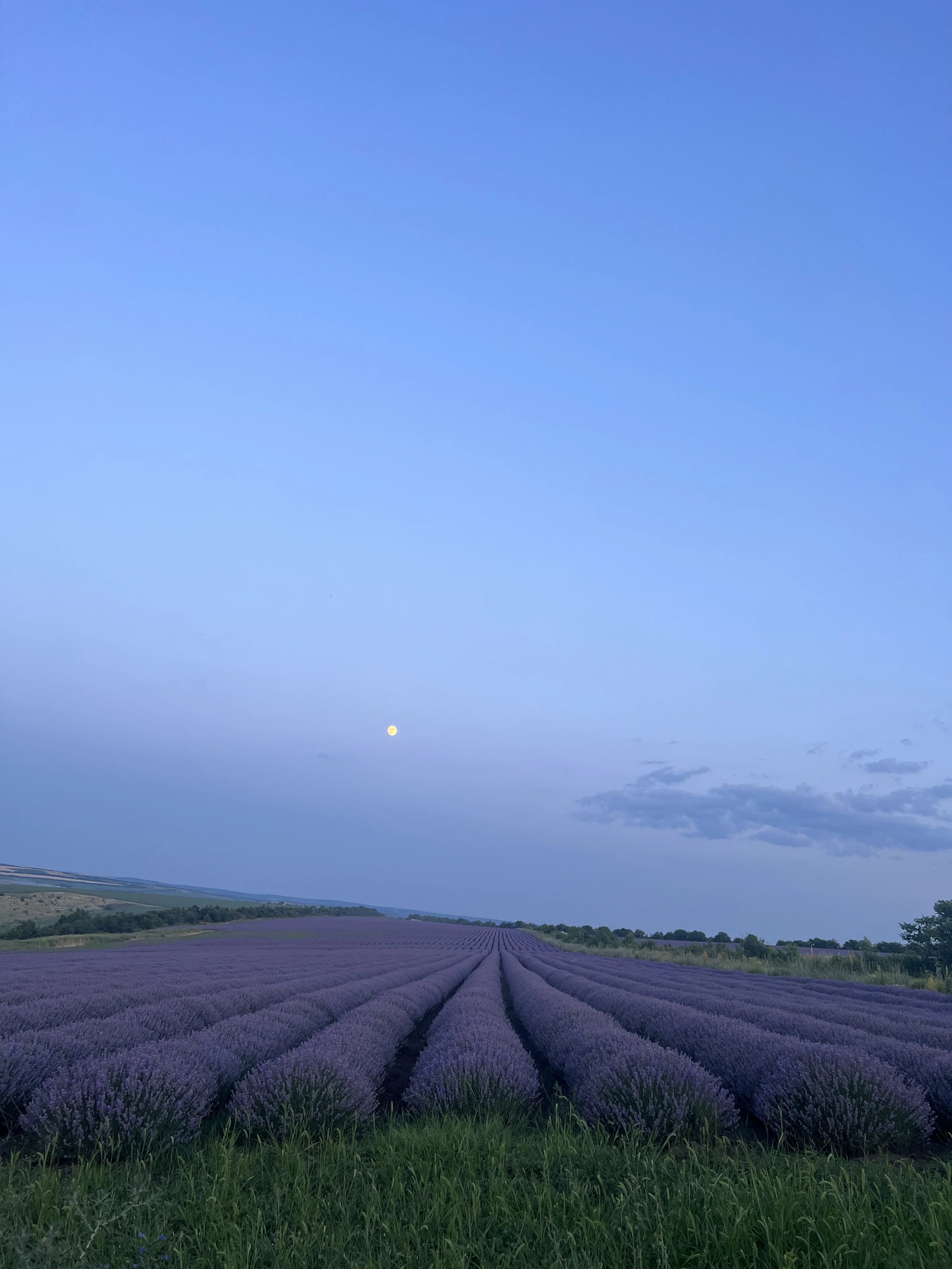 Best Seller Wholesale Lavender Essential Oil Fragrance Essential Oil Manufacturer Lavender Oil Price