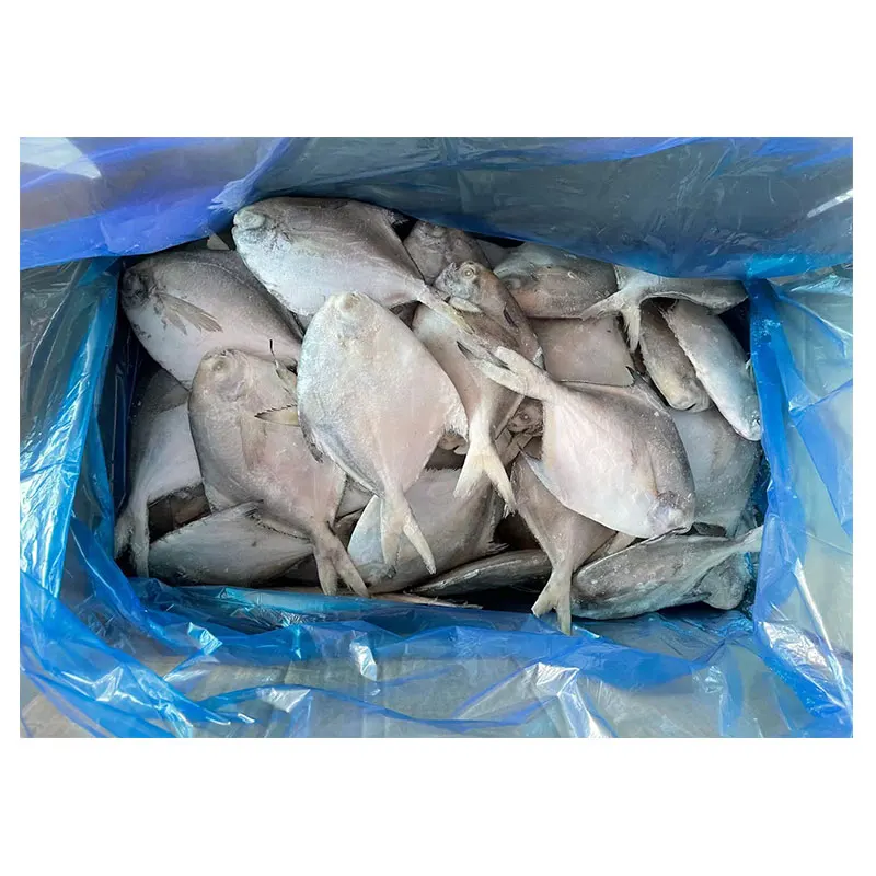 Pomfret a Grade Healthy Food Bulk Packaging Water Preserved Whole Round Fish Frozen Silver White 10 Kg FD 20 Cm TT 30% + 70% 90%