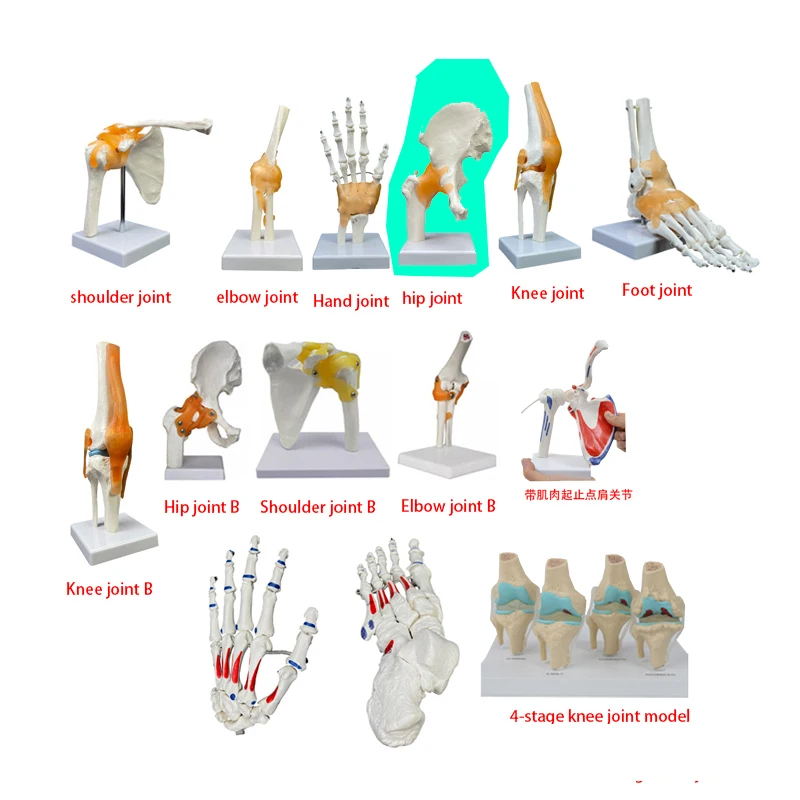 human anatomical skeleton model of hip joint PVC material for medical demonstration teaching anatomical models human hip joint