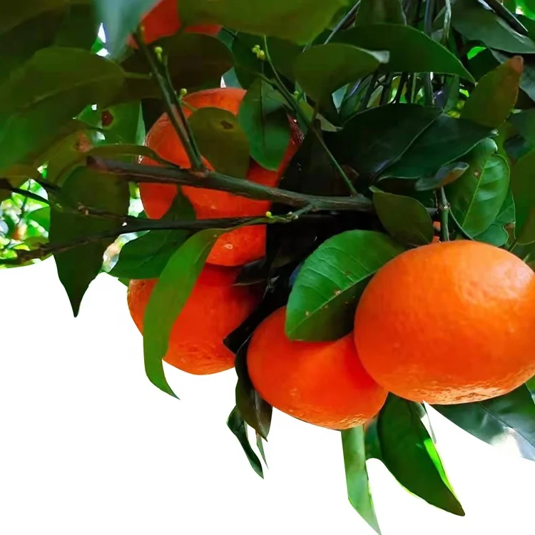 
Hot Selling Product Natural Satsuma Sweet Taste Sugar Fresh Orange Tangerine 
