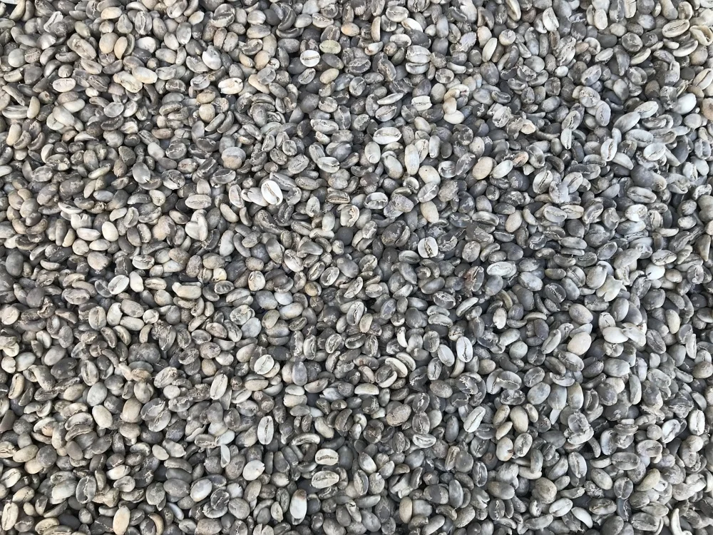 
VietNam High Quality Arabica Green Coffee Bean Cheap Price 