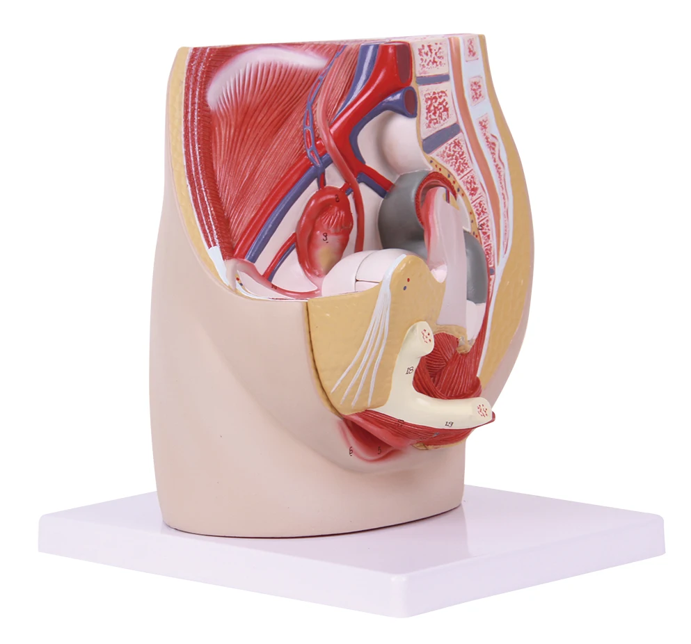 teaching male pelvis models female pelvis model