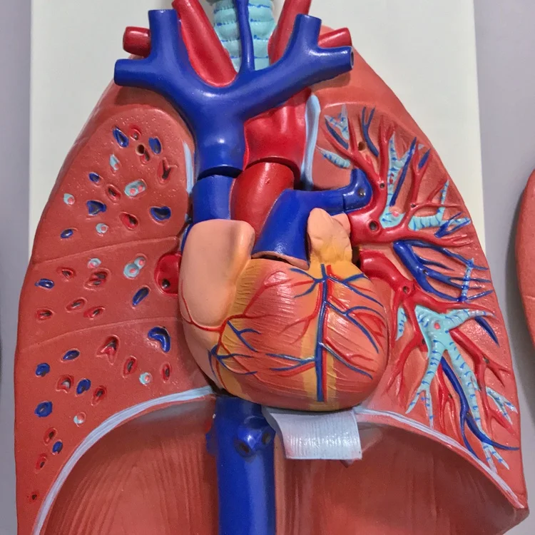 Larynx, heart and lung model Lung anatomy model Respiratory system structure Human internal organ model