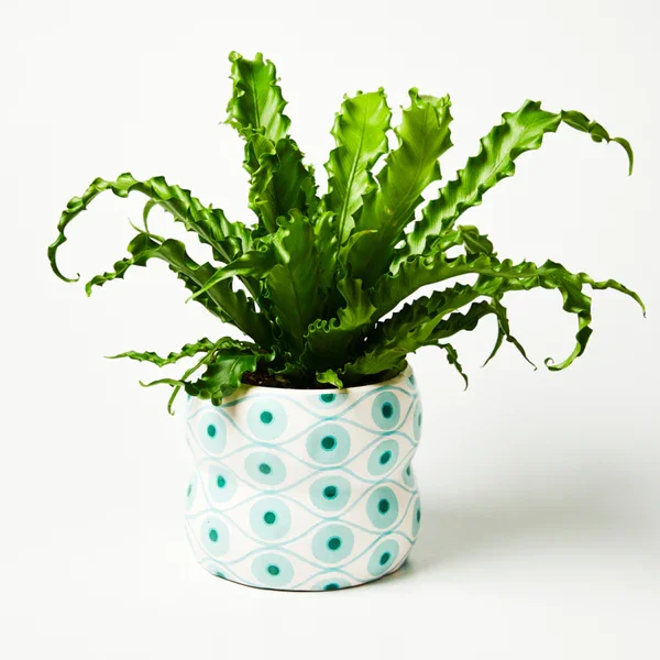 evil eyes flower pot garden large planters pot for outdoor plants