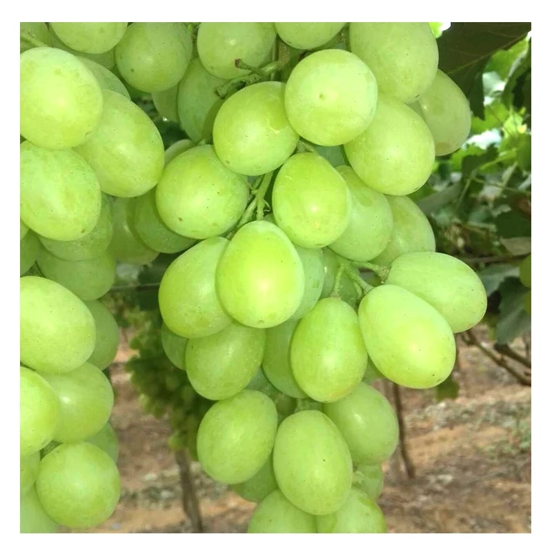 
Wholesale Sweet Fresh Fruit Seedless Table Green Purple Grape for Export 