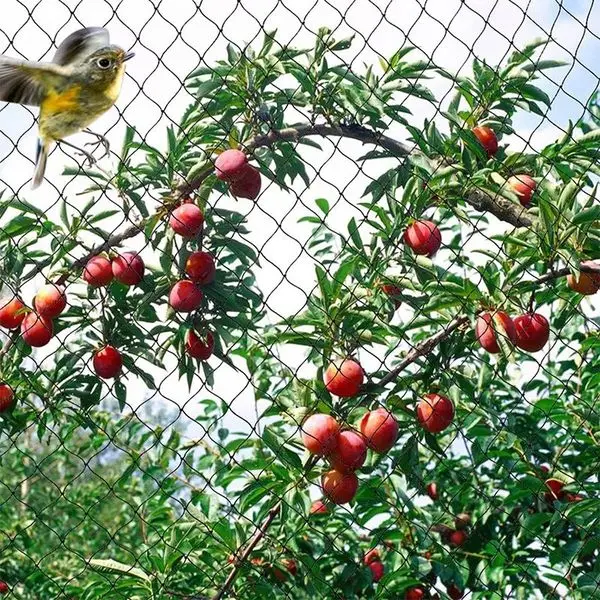 Anti Mole Net Plastic Fence Net Anti Bird Net for Blueberries,orchard and Garden