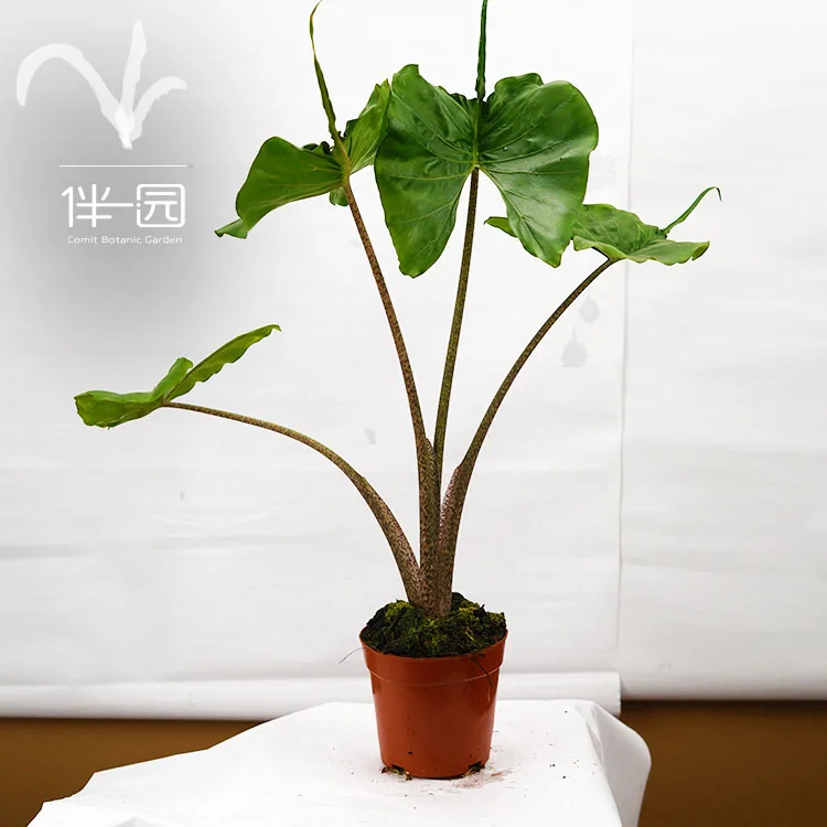 
High quality plants seedling Alocasia seedlings Stingray Ornamental natural plants for interior decoration 