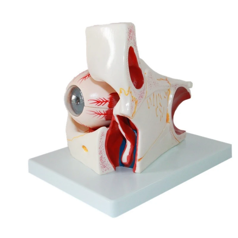 eye and orbit magnification model Eye extraocular muscle model for medical teaching