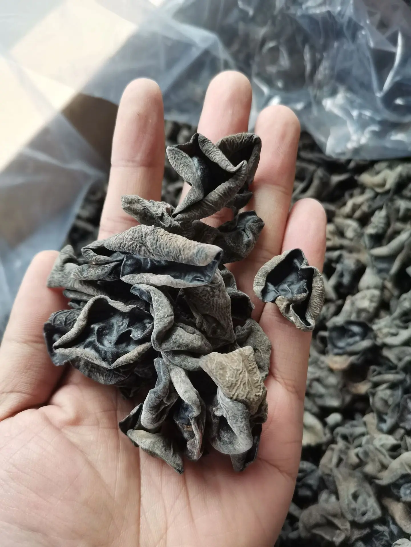 New Crop Dried Ear Mushrooms Dried Black Fungus Mushroom Black Wood Ear Agaric Fungus
