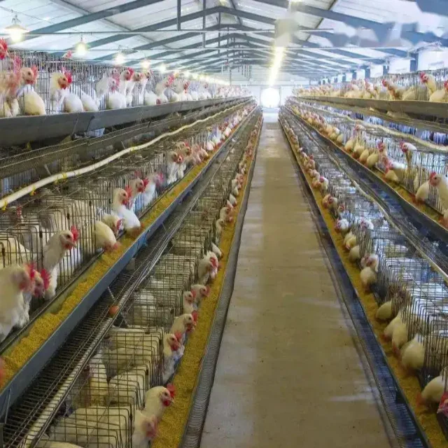 Low Cost Controlled Close Steel Structure Poultry Chicken Farm  Design Shed Breeding Poultry House For Chicken