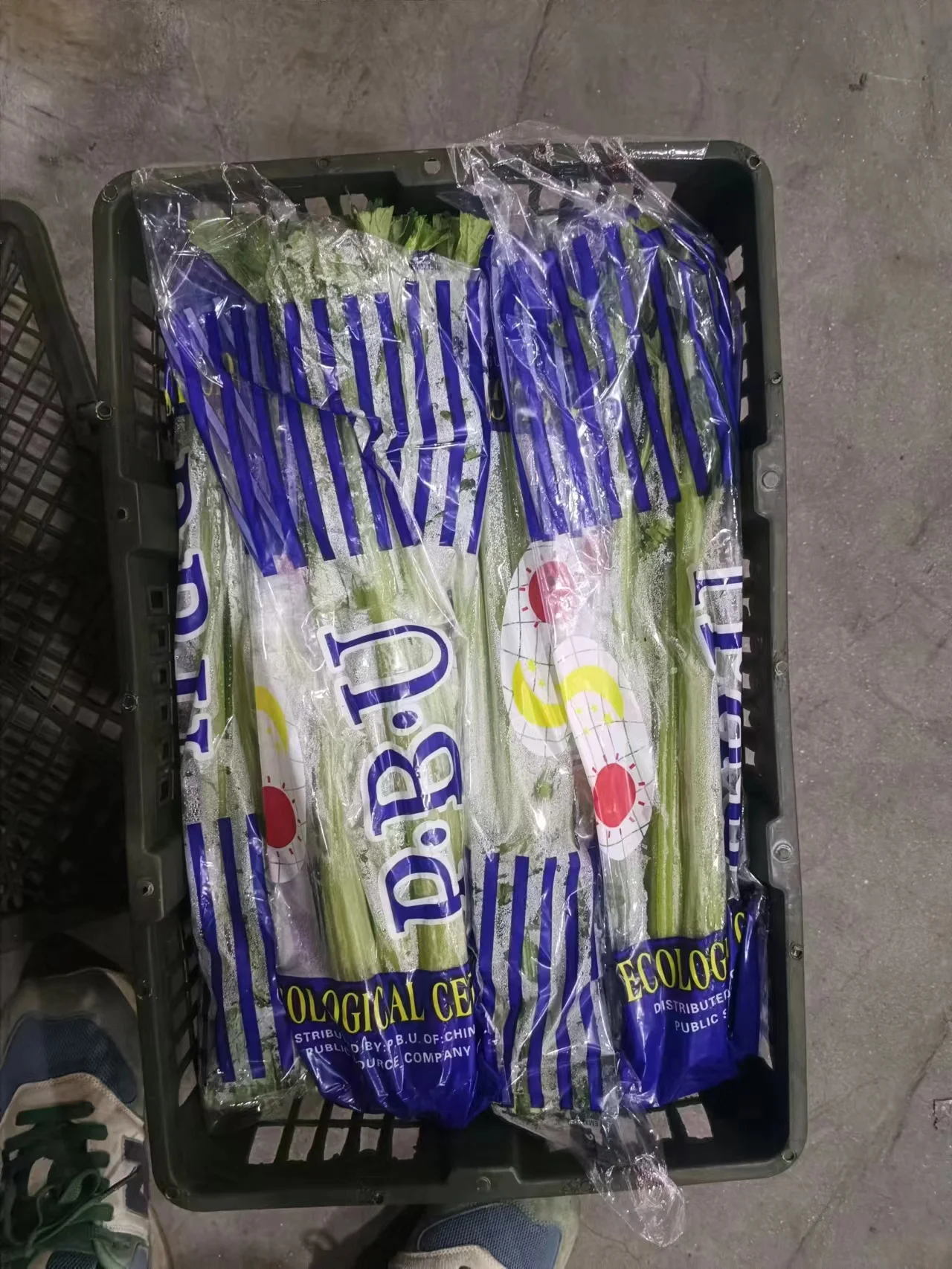 Fresh China Vegetables Nutritious Fresh Green  Celery