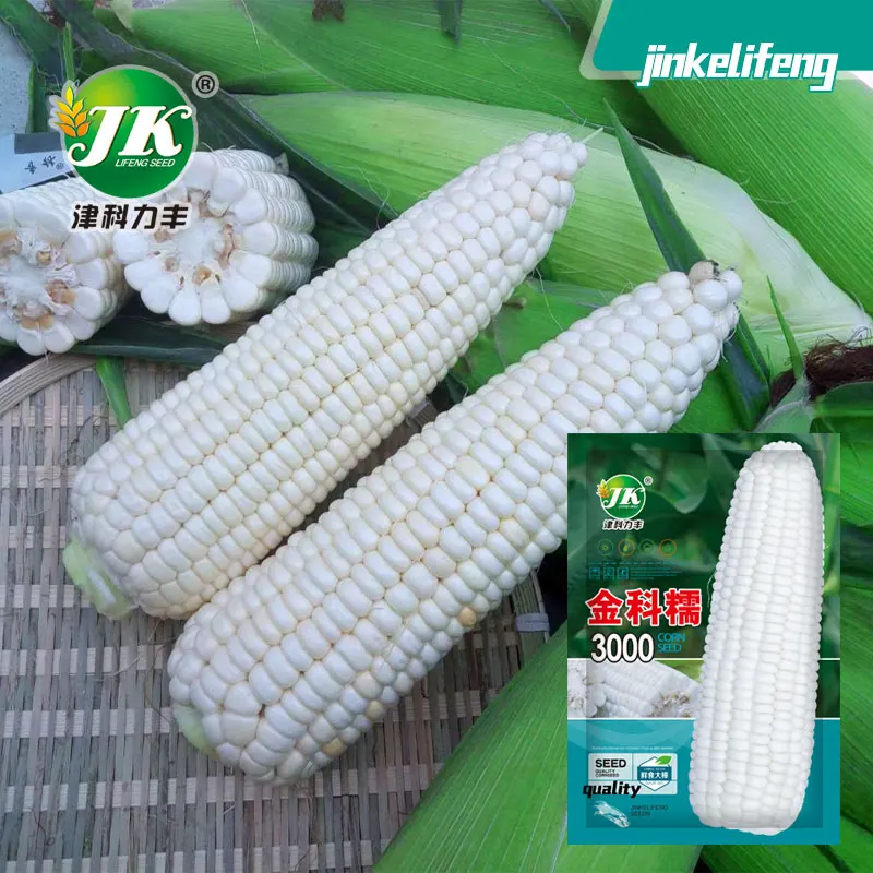 
Wholesale quality hybrid white sweet corn seed for planting 