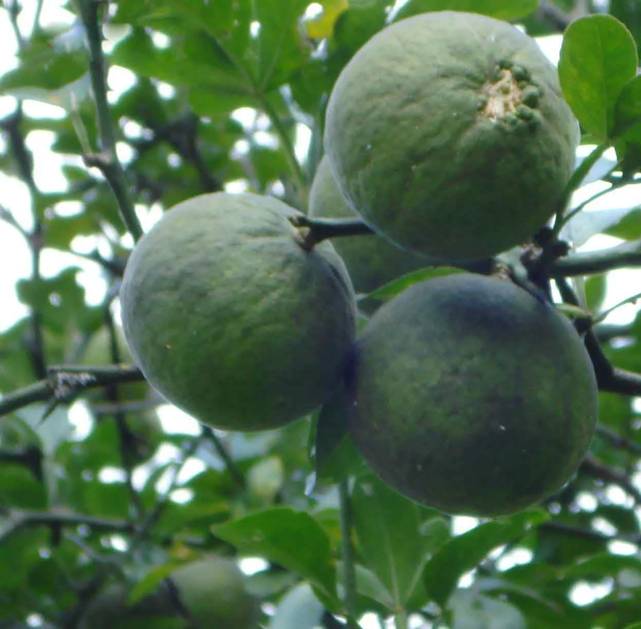 95% Hesperidin Powder