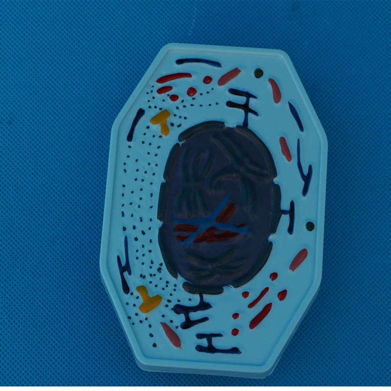 Teaching instruments: Animal and plant cell mitosis and meiosis models