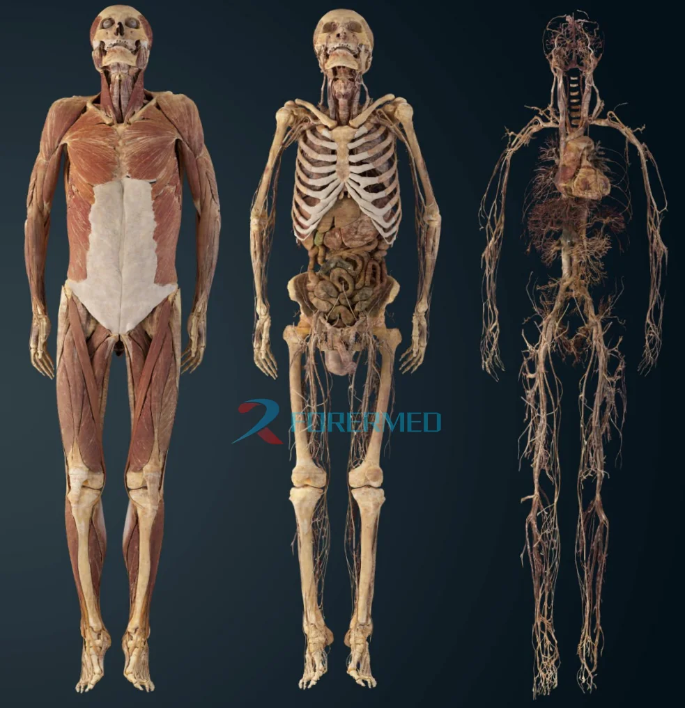 Real Anatomy At Your Fingertips Digital Human Anatomy System Anatomage 3D body Virtual Autopsy Table for University