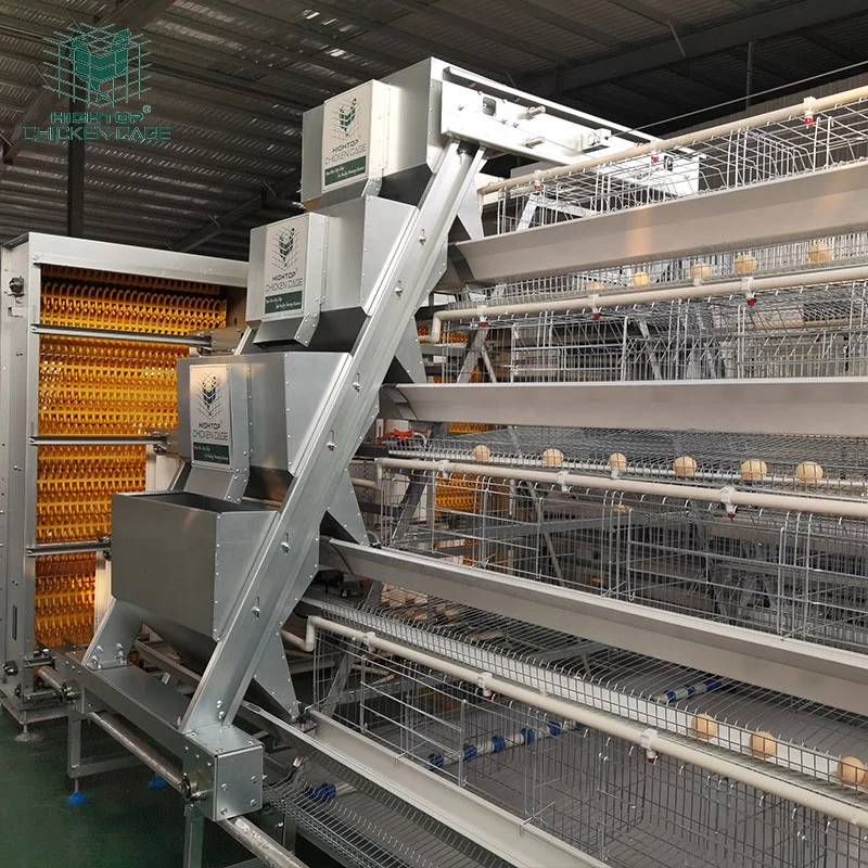 HIGHTOP Fully Automated Battery Cage System A Type Egg Layer Chicken Cages For Poultry Chicken Layer