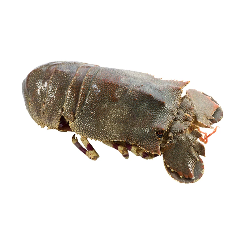 Slipper Lobster frozen seafood from deep Mozambique waters high quality frozen food