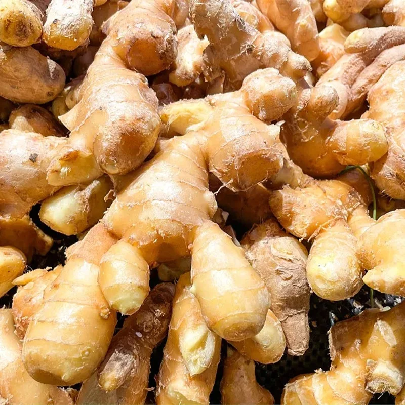 New 10kg Package Fresh Wholesale Chinese Suppliers Fresh Ginger for  Export