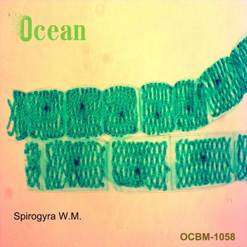 Spirogyra W.M. Histology biological  microscope prepared slides