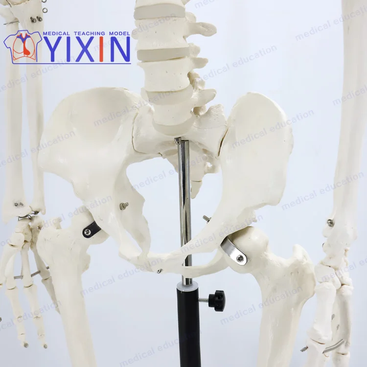 170cm skeleton model, articulated, w/nerve and prolapse