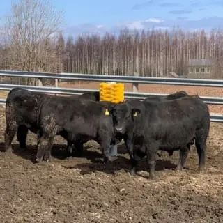 Tianzhu Factory Mechanical Massage Cow Brush For Farm To Improve The Health Of Cattle