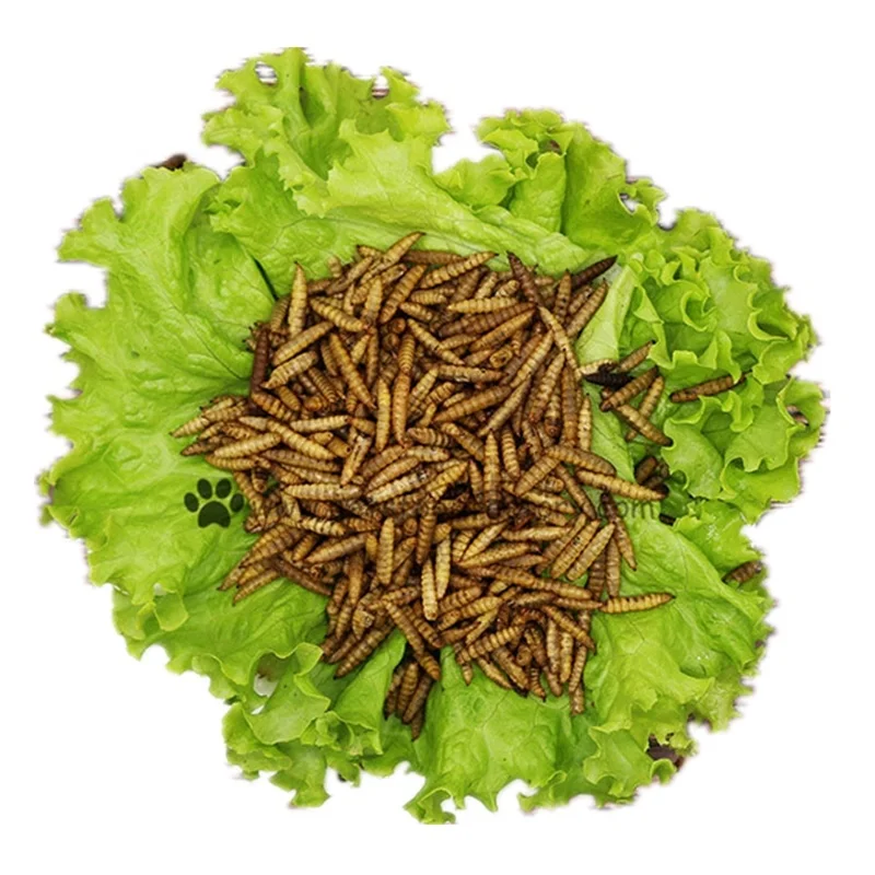 Factory Direct Sales Products Fish Bird Snack Food Larvae Dried Black Soldier Fly