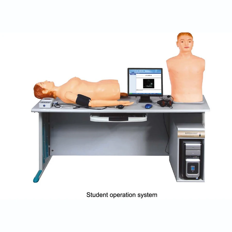 Adult Auscultation And Palpation Model With Blood Pressure Measurement