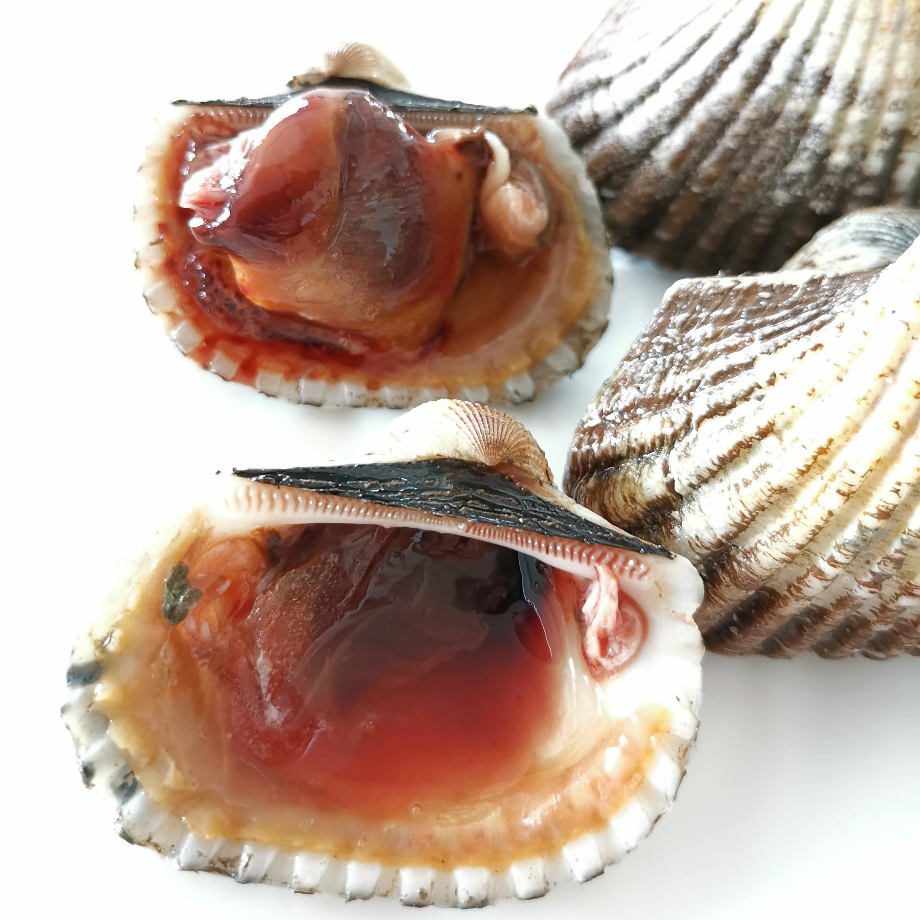 Cheap Wholesale from Indonesia Frozen Mao Clam/Blood Clam Meat