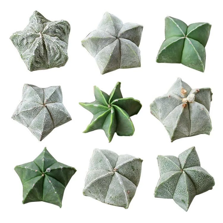 
Top Sale Guaranteed Quality Wholesale Lithops Natural Succulents Cactus 