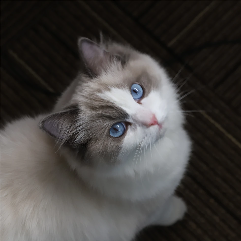 Безглютеновый протеиновый насыщенный сухой корм для кошек сухой корм для домашних животных highh протеин от курицы говядины