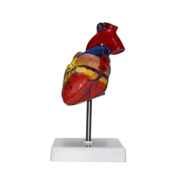 Большая Анатомия сердца модель человеческого Высококачественная тела медицинская научная