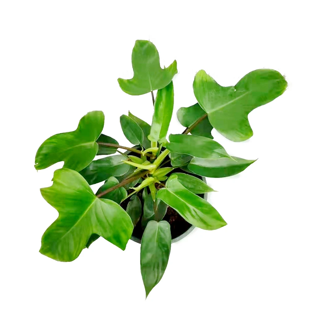 Philodendron Florida Ghost  pedatum Araceae