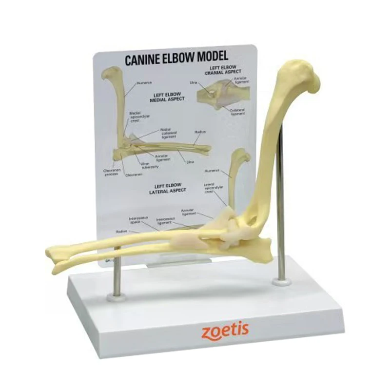 PVC artificial simulation canine bone elbow joint model for medical teaching
